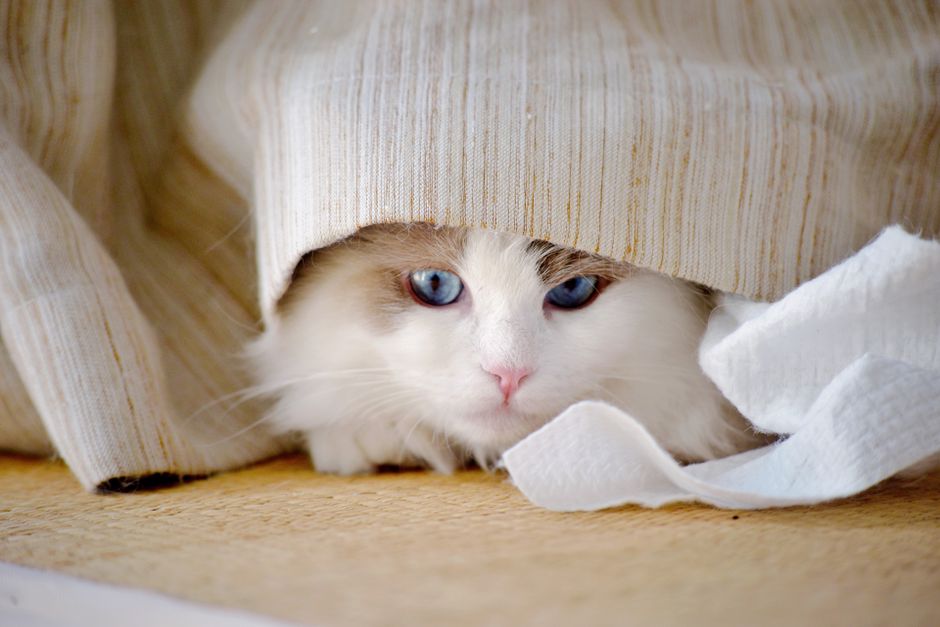 カーテンの下から青い目をした愛らしいふわふわの白猫が、居心地の良い遊び心のある雰囲気を醸し出しています。