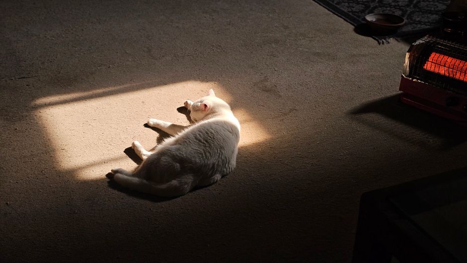 ヒーターの近くの室内で暖かい日差しを浴びている穏やかな白猫。