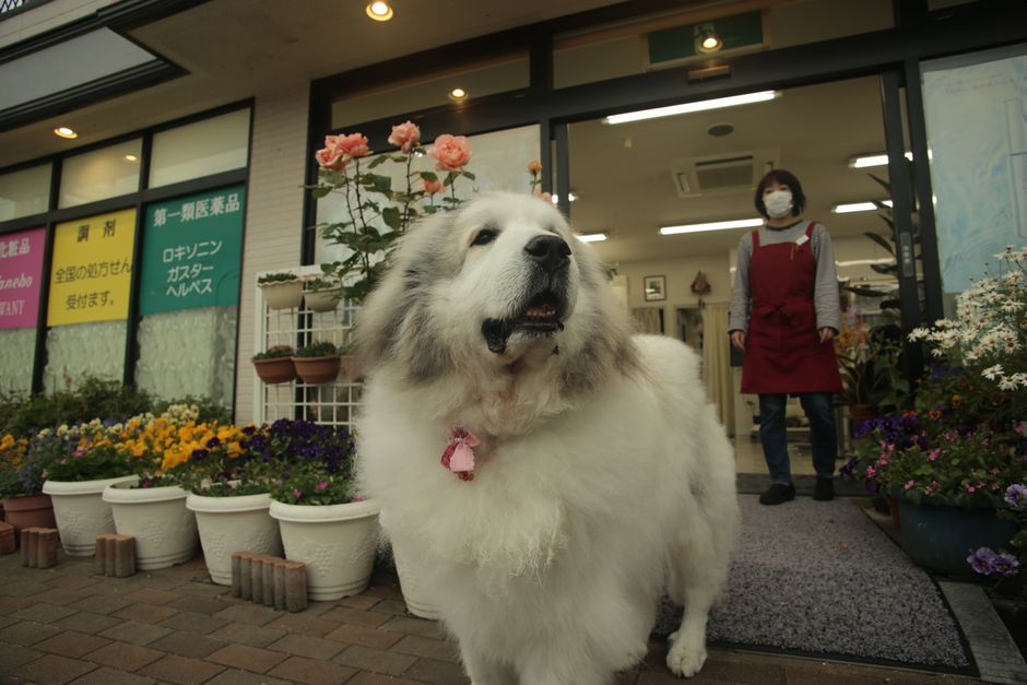 お店の前で花と一緒にいる可愛いふわふわの白い犬です。