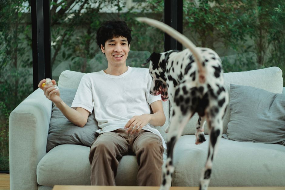 居心地の良いリビングルームでダルメシアン犬と遊ぶ男性。