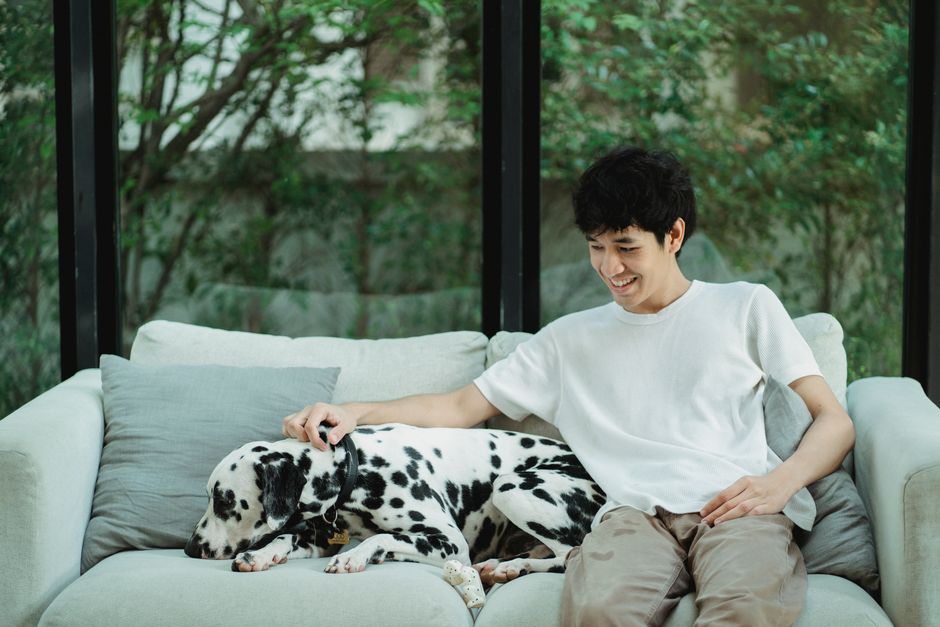 屋内でダルメシアンの犬を撫でている若い男性。