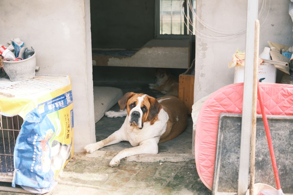 セントバーナード犬がコンクリートのシェルターの入り口で静かに横になり、さまざまなアイテムに囲まれています。